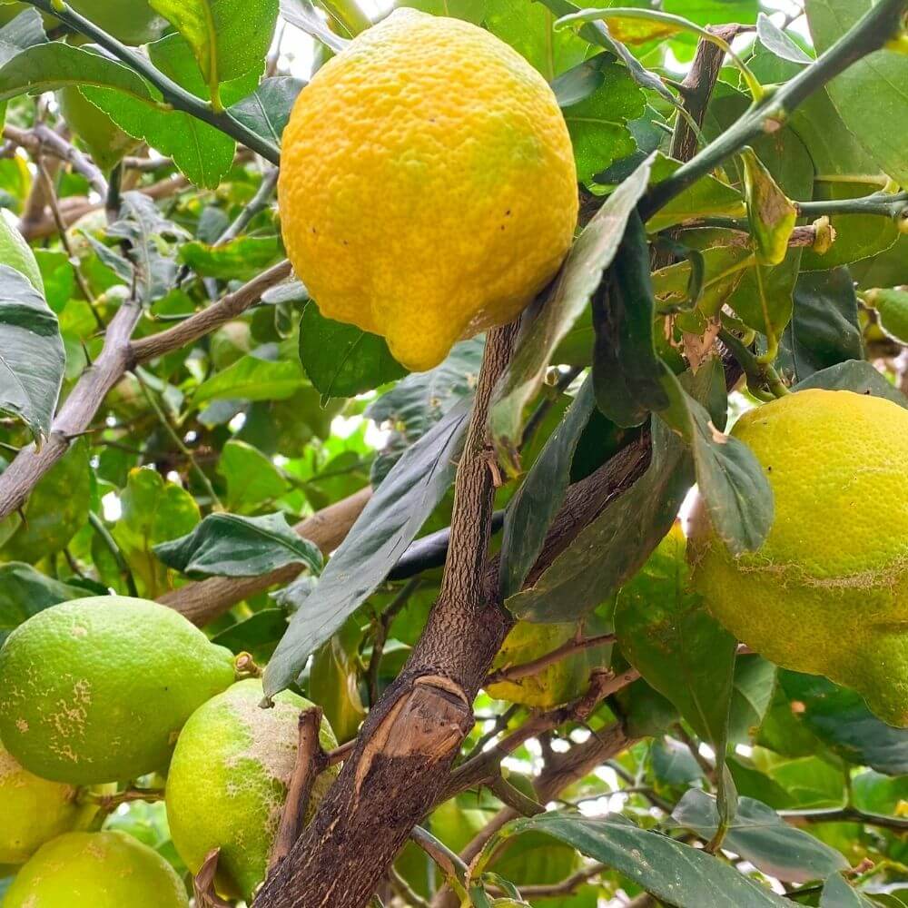 Lemons, What Spain smells like